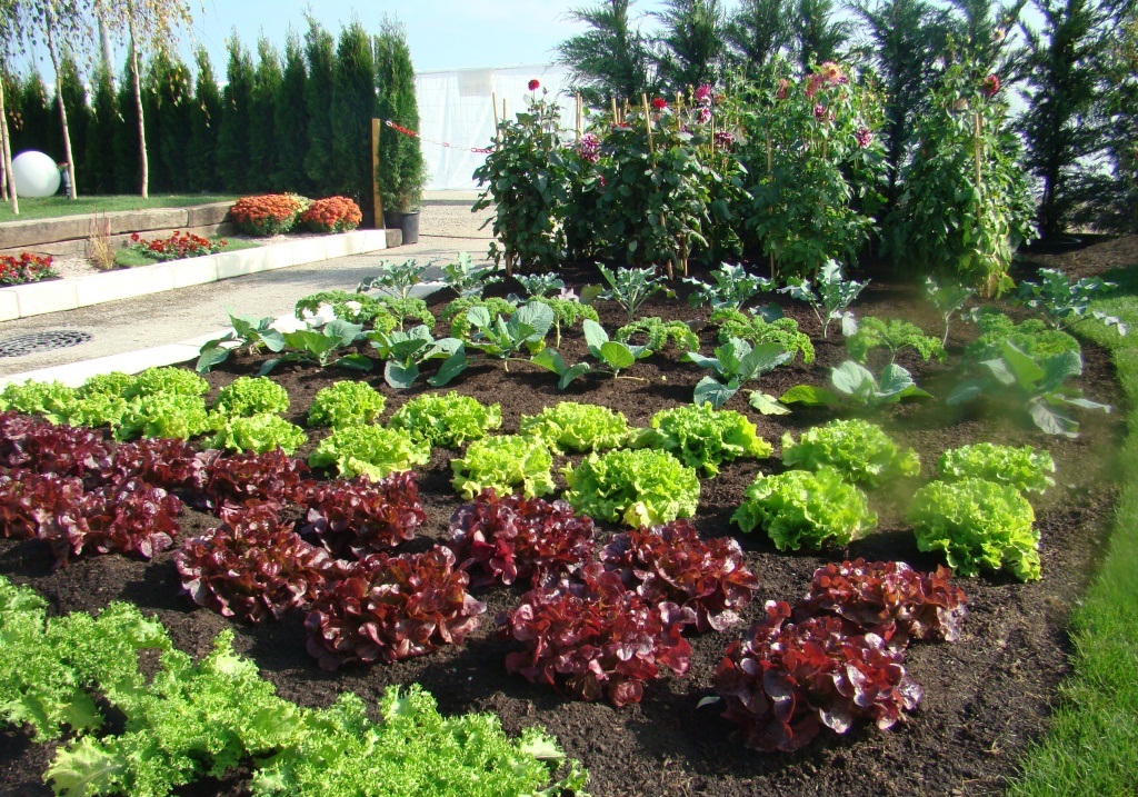 jardin potager