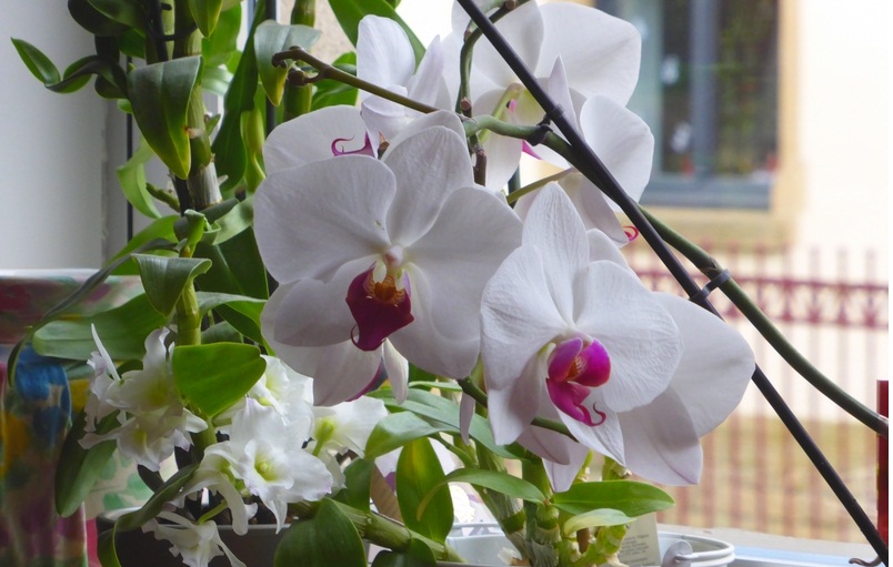 faire fleurir une orchidée