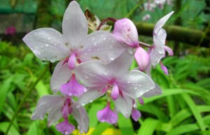 Planter des orchidées