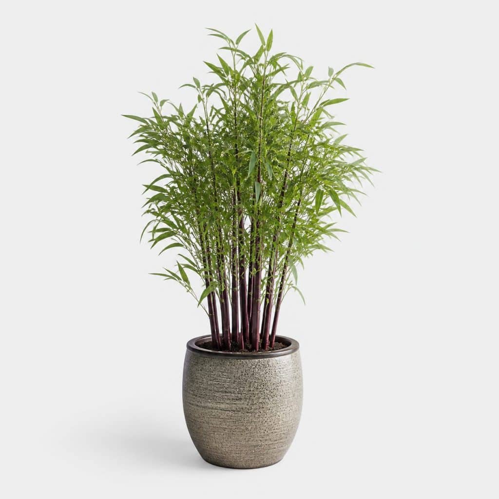 Bambou Fargesia Deep Purple aux chaumes pourpres en pot