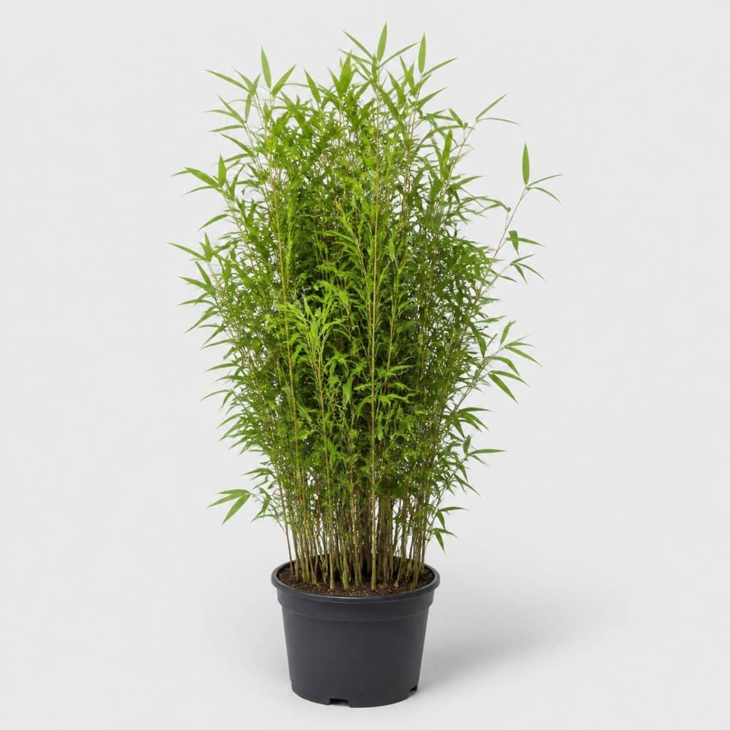 Bambou Fargesia pour haie brise-vue en pot