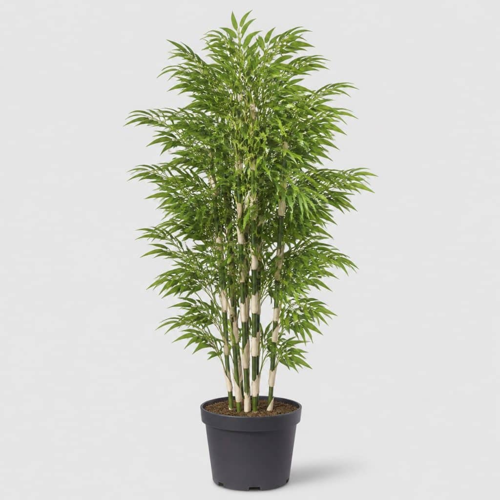 Bambou Fargesia robusta Campbell en grand format