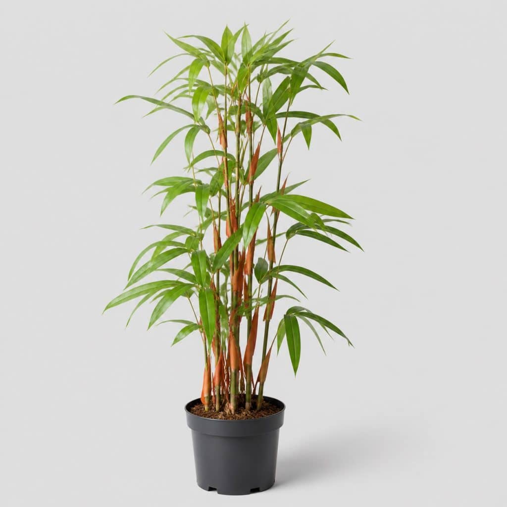 Bambou Fargesia scabrida Asian Wonder aux chaumes rouge-orangé